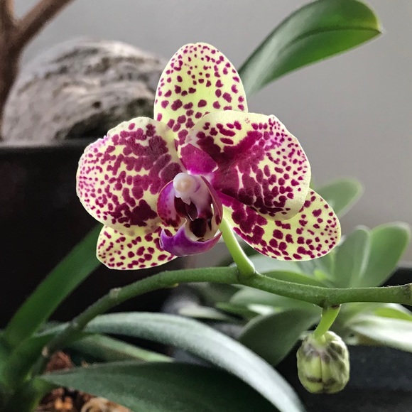 Meet your Posher, Danielle - Picture 1 of 1